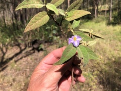 Solanum nemophilum
