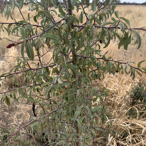 Ximenia americana var. americana image