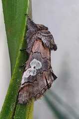 Diloba caeruleocephala