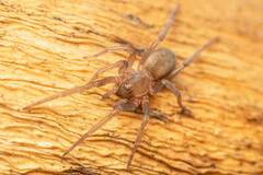 Phyxelididae