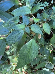 Lecanthus peduncularis