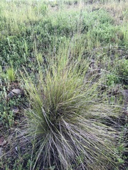 Poa labillardierei