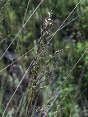 Poa labillardierei