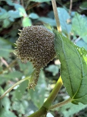 Lecanthus peduncularis