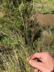 Poa labillardierei
