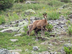 Rupicapra pyrenaica
