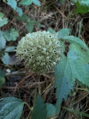 Lecanthus peduncularis