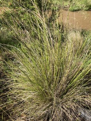 Poa labillardierei