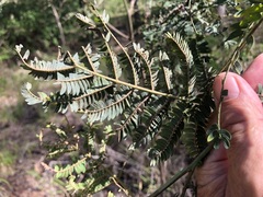 Acacia glaucocarpa
