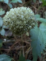 Lecanthus peduncularis