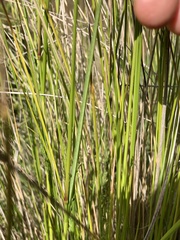Poa labillardierei