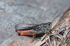 Stenobothrus rubicundulus