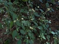 Lecanthus peduncularis
