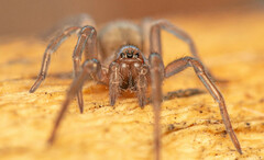 Phyxelididae