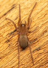Phyxelididae