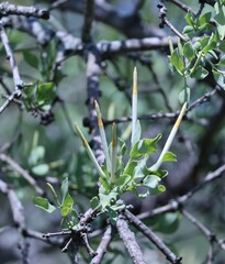 Agelanthus natalitius