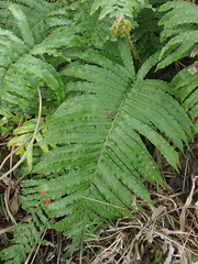 Blechnum triangularifolium
