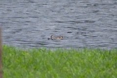 Malacorhynchus membranaceus