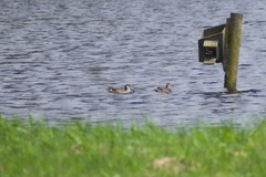 Malacorhynchus membranaceus