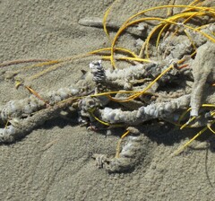 Diopatra cuprea