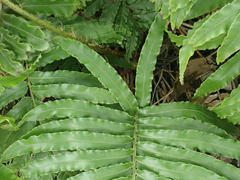 Blechnum triangularifolium