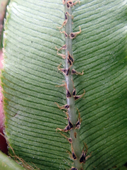 Blechnum triangularifolium