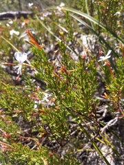 Pelargonium ternatum