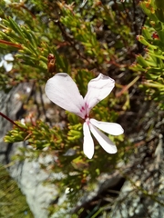 Pelargonium ternatum