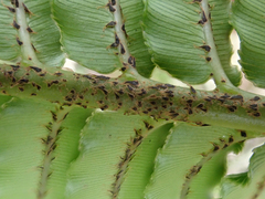 Blechnum triangularifolium