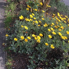 Euryops chrysanthemoides