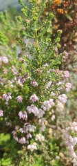 Erica gibbosa