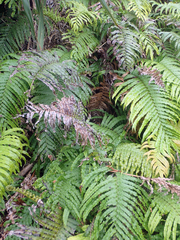 Blechnum triangularifolium