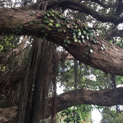 Pyrrosia eleagnifolia