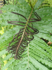 Blechnum triangularifolium