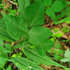 Amphicarpaea edgeworthii