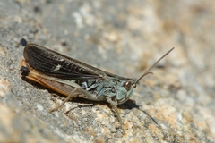 Stenobothrus rubicundulus