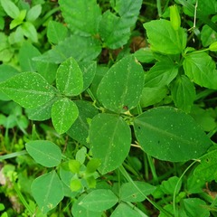 Amphicarpaea edgeworthii