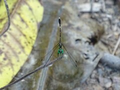 Nannophlebia eludens