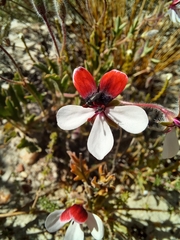 Pelargonium tricolor