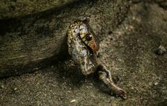 Ptyas mucosa