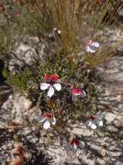 Pelargonium tricolor