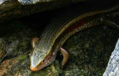 Eutropis
