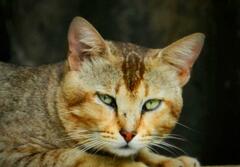 Felis catus