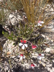 Pelargonium tricolor