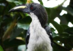 Ocyceros gingalensis