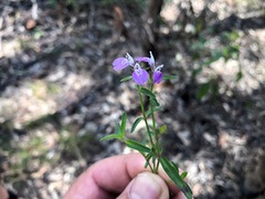 Rostellularia adscendens