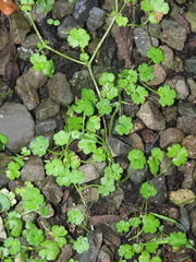 Hydrocotyle heteromeria