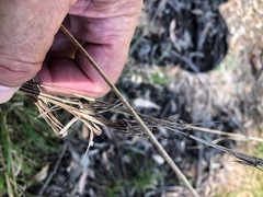 Cymbopogon refractus