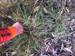 Cymbopogon refractus