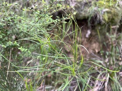 Acacia mucronata